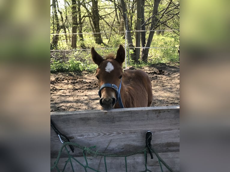 Paint Horse Mare  14,2 hh Chestnut-Red in Altlandsberg