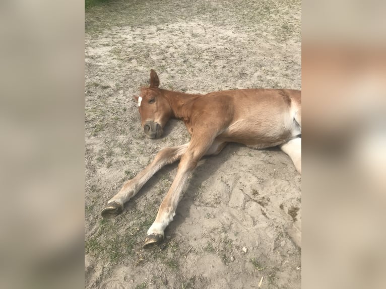 Paint Horse Mare  14,2 hh Chestnut-Red in Altlandsberg