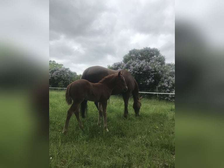Paint Horse Mare  14,2 hh Chestnut-Red in Altlandsberg