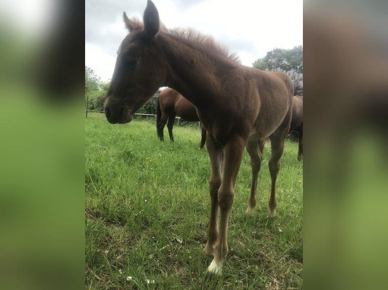 Paint Horse Mare  14,2 hh Chestnut-Red in Altlandsberg