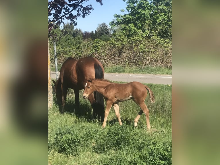 Paint Horse Mare  14,2 hh Chestnut-Red in Altlandsberg