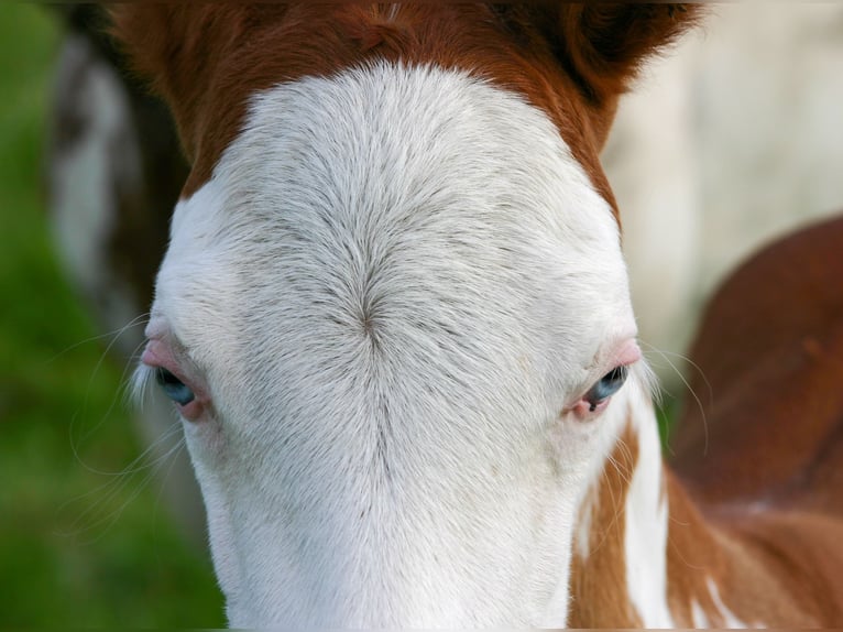 Paint Horse Mare Foal (05/2025) 14,2 hh Overo-all-colors in Cunewalde