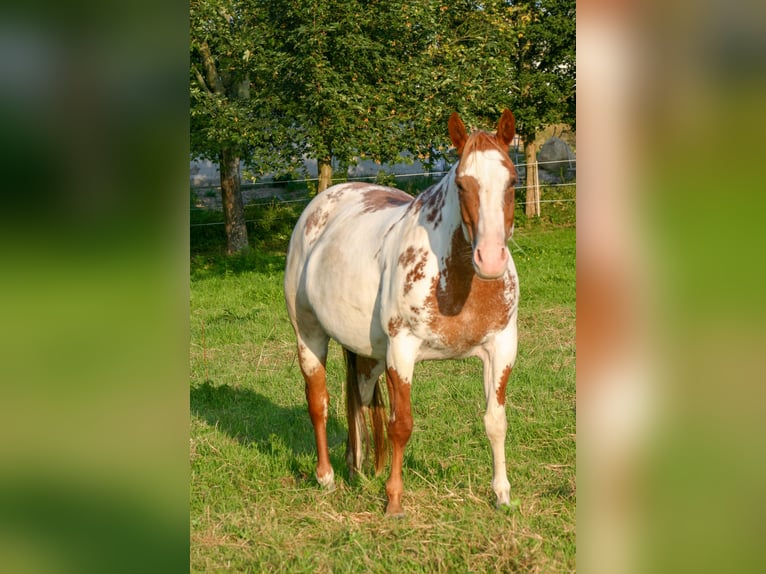 Paint Horse Mare Foal (05/2025) 14,2 hh Overo-all-colors in Cunewalde