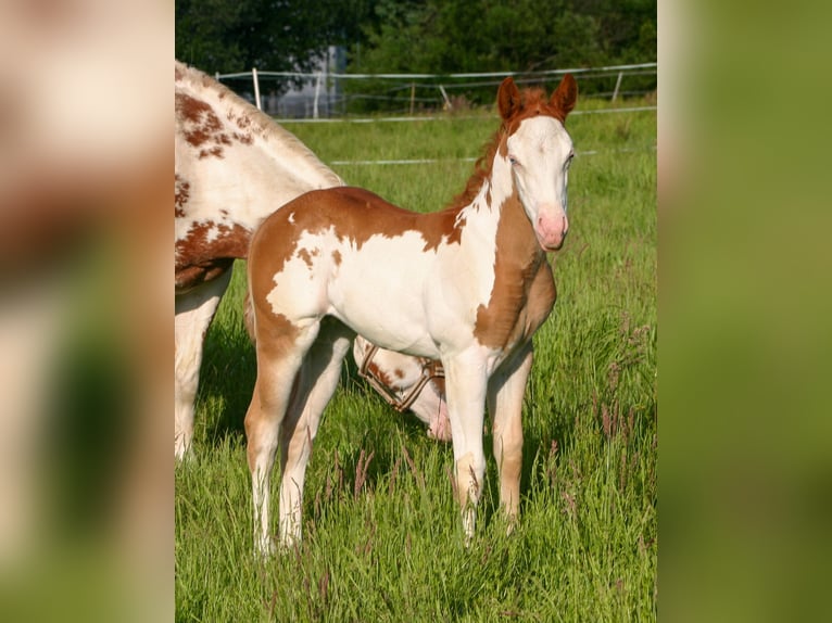 Paint Horse Mare Foal (05/2025) 14,2 hh Overo-all-colors in Cunewalde