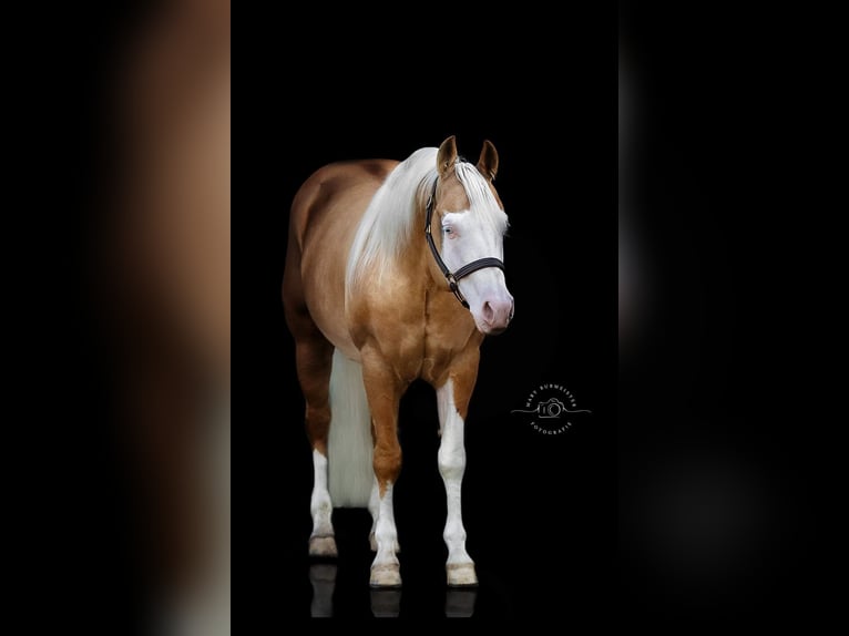 Paint Horse Mare Foal (05/2025) 14,2 hh Overo-all-colors in Cunewalde