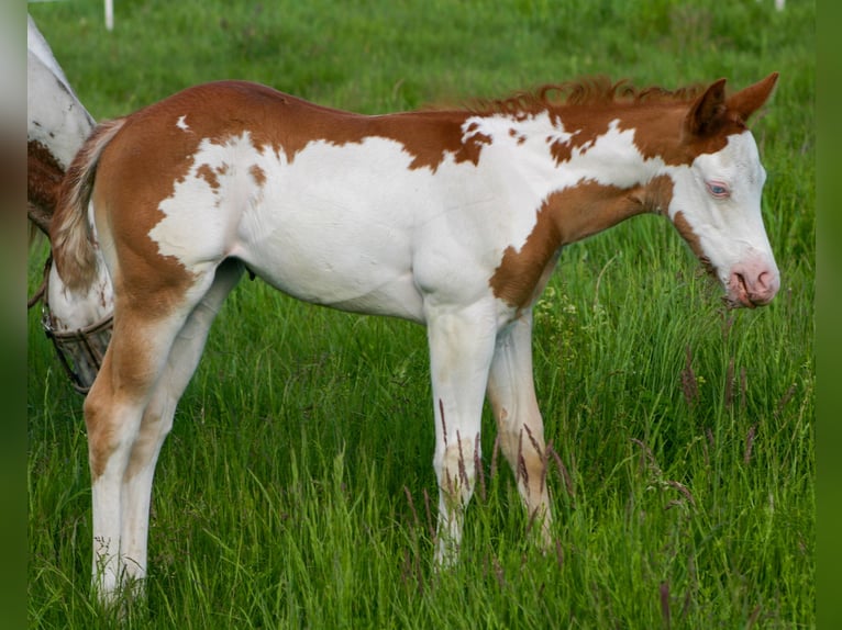 Paint Horse Mare Foal (05/2025) 14,2 hh Overo-all-colors in Cunewalde