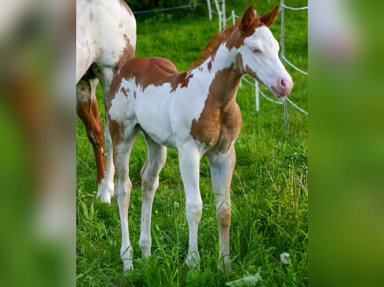Paint Horse Mare Foal (05/2025) 14,2 hh Overo-all-colors in Cunewalde