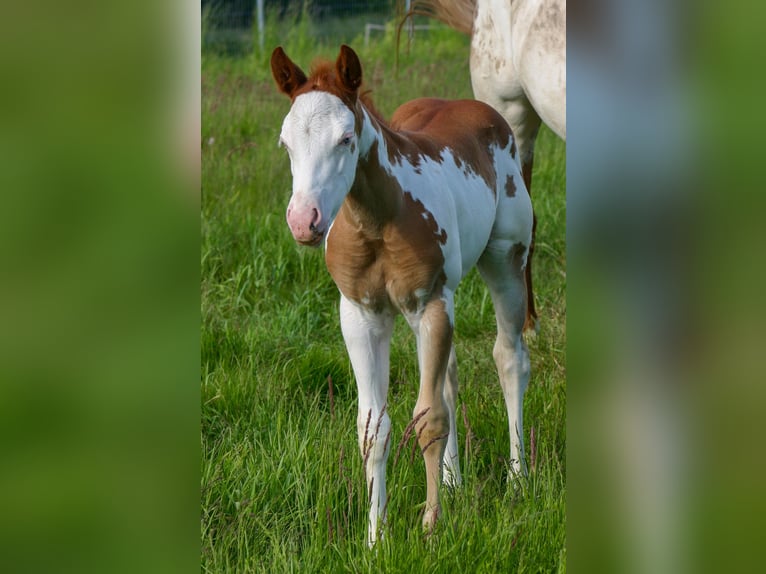 Paint Horse Mare Foal (05/2025) 14,2 hh Overo-all-colors in Cunewalde
