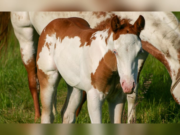 Paint Horse Mare Foal (05/2025) 14,2 hh Overo-all-colors in Cunewalde