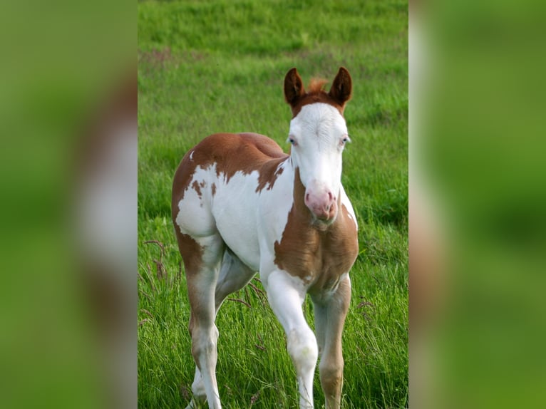 Paint Horse Mare Foal (05/2025) 14,2 hh Overo-all-colors in Cunewalde