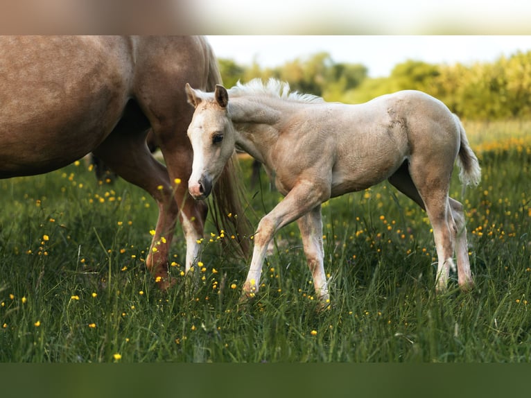 Paint Horse Mare  14,2 hh Palomino in Aachen