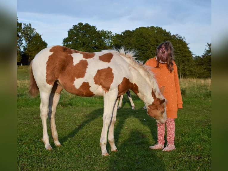 Paint Horse Mare Foal (06/2025) 14,2 hh Tobiano-all-colors in Marlow
