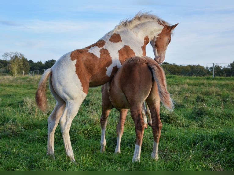 Paint Horse Mare Foal (06/2025) 14,2 hh Tobiano-all-colors in Marlow