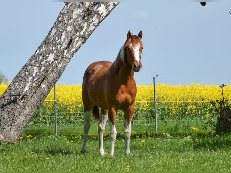 Paint Horse Mare Foal (06/2025) 14,2 hh Tobiano-all-colors in Marlow
