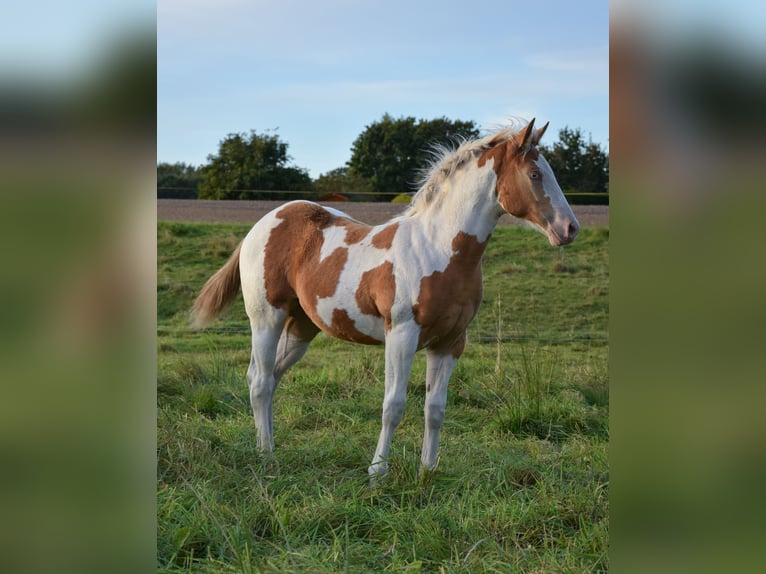Paint Horse Mare Foal (06/2025) 14,2 hh Tobiano-all-colors in Marlow