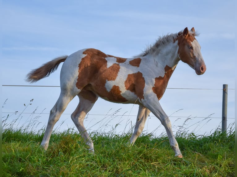 Paint Horse Mare Foal (06/2025) 14,2 hh Tobiano-all-colors in Marlow