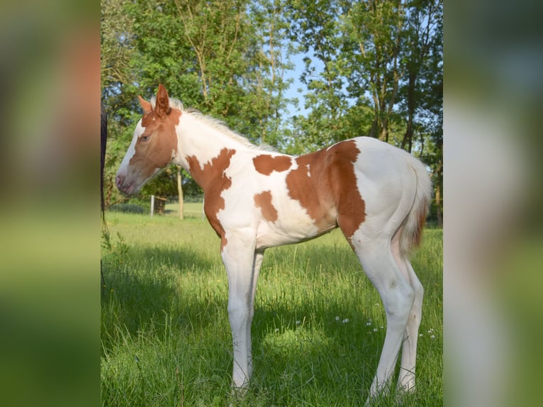 Paint Horse Mare Foal (06/2025) 14,2 hh Tobiano-all-colors in Marlow