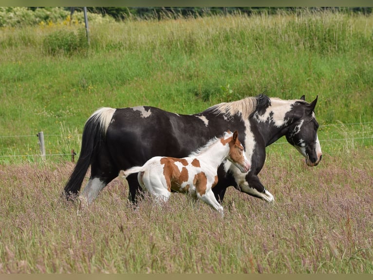 Paint Horse Mare Foal (06/2025) 14,2 hh Tobiano-all-colors in Marlow