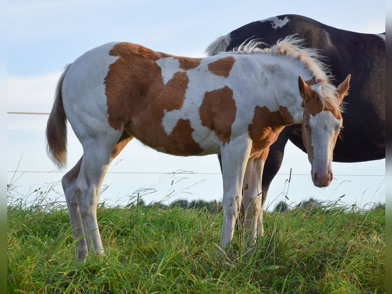 Paint Horse Mare Foal (06/2025) 14,2 hh Tobiano-all-colors in Marlow