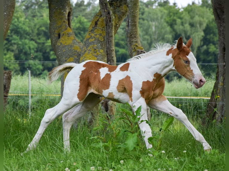 Paint Horse Mare Foal (06/2025) 14,2 hh Tobiano-all-colors in Marlow