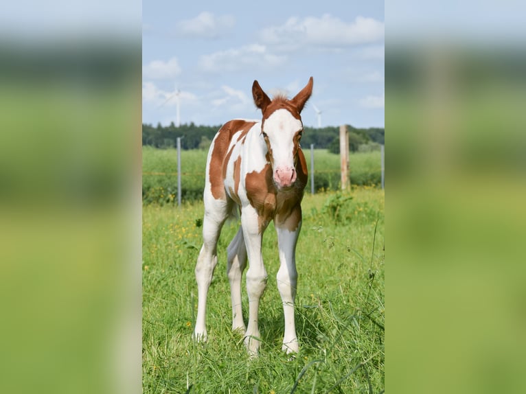 Paint Horse Mare Foal (06/2025) 14,2 hh Tobiano-all-colors in Marlow