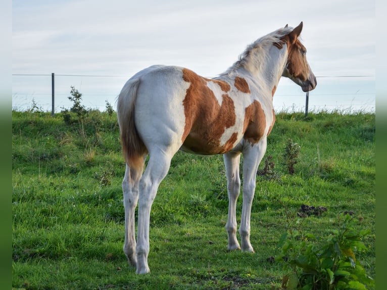 Paint Horse Mare Foal (06/2025) 14,2 hh Tobiano-all-colors in Marlow
