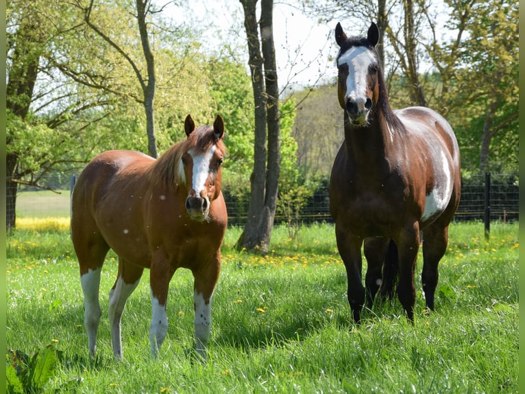 Paint Horse Mare Foal (06/2025) 14,2 hh Tobiano-all-colors in Marlow