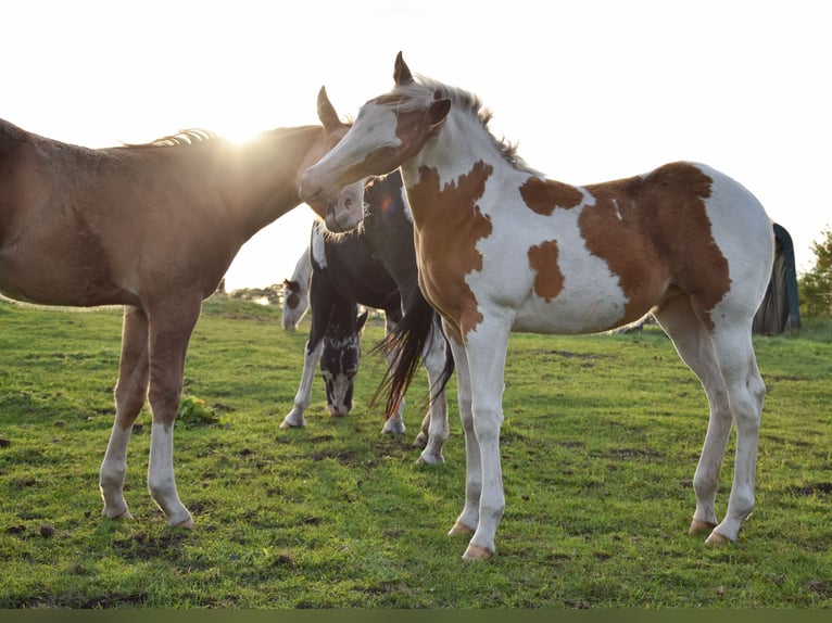 Paint Horse Mare Foal (06/2025) 14,2 hh Tobiano-all-colors in Marlow