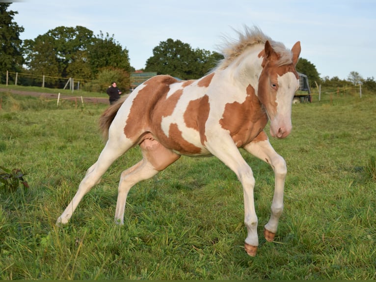 Paint Horse Mare Foal (06/2025) 14,2 hh Tobiano-all-colors in Marlow