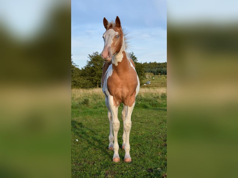 Paint Horse Mare Foal (06/2025) 14,2 hh Tobiano-all-colors in Marlow