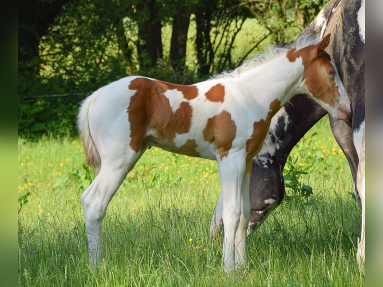 Paint Horse Mare Foal (06/2025) 14,2 hh Tobiano-all-colors in Marlow