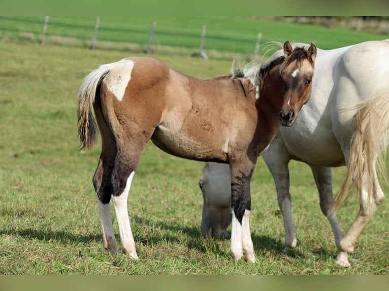 Paint Horse Mare Foal (05/2025) 14,2 hh Tobiano-all-colors in Hellenthal Paint Horse Mare Foal (05/2025) 14,2 hh Tobiano-all-colors in Hellenthal
