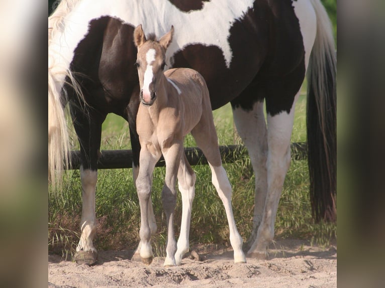 Paint Horse Mare  14,3 hh Grullo in Düsseldorf