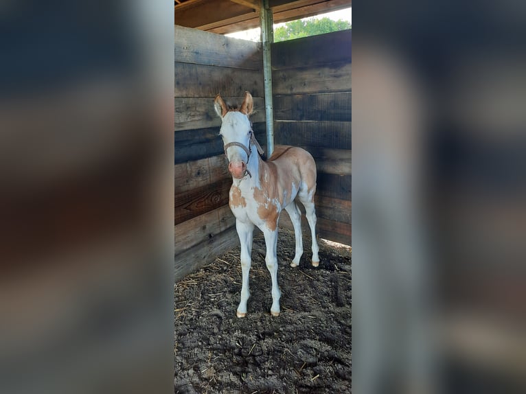 Paint Horse Mare Foal (06/2024) 15,1 hh Overo-all-colors in Kalken