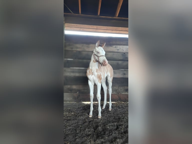 Paint Horse Mare Foal (06/2024) 15,1 hh Overo-all-colors in Kalken