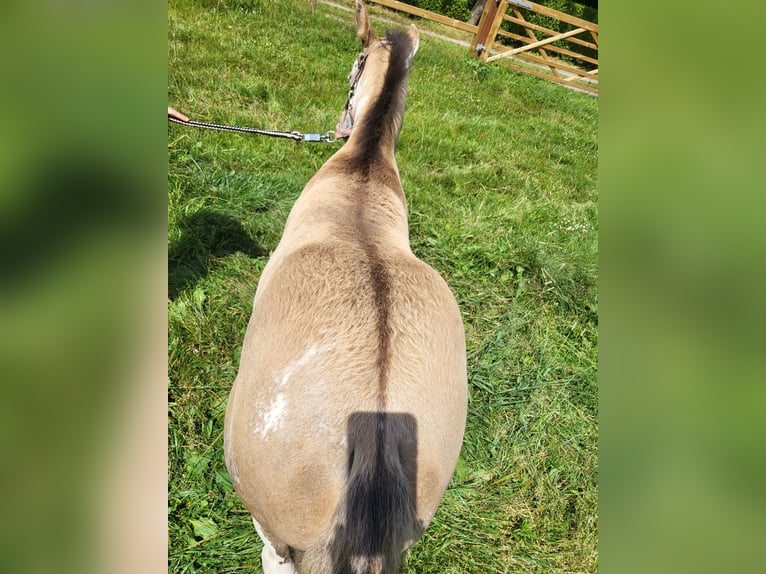 Paint Horse Mare Foal (06/2024) 15,1 hh Overo-all-colors in Kalken