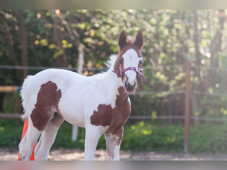 Paint Horse Mare Foal (03/2024) 15,1 hh Pinto in Emlichheim