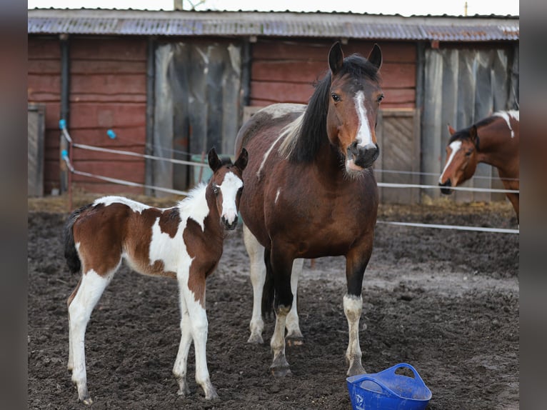 Paint Horse Mix Mare Foal (01/2024) 15,1 hh Pinto in Dargen