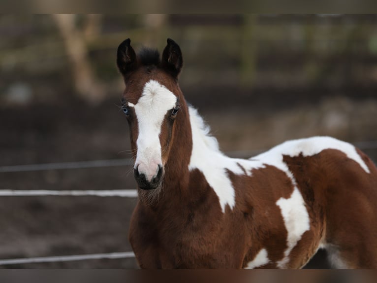 Paint Horse Mix Mare Foal (01/2024) 15,1 hh Pinto in Dargen
