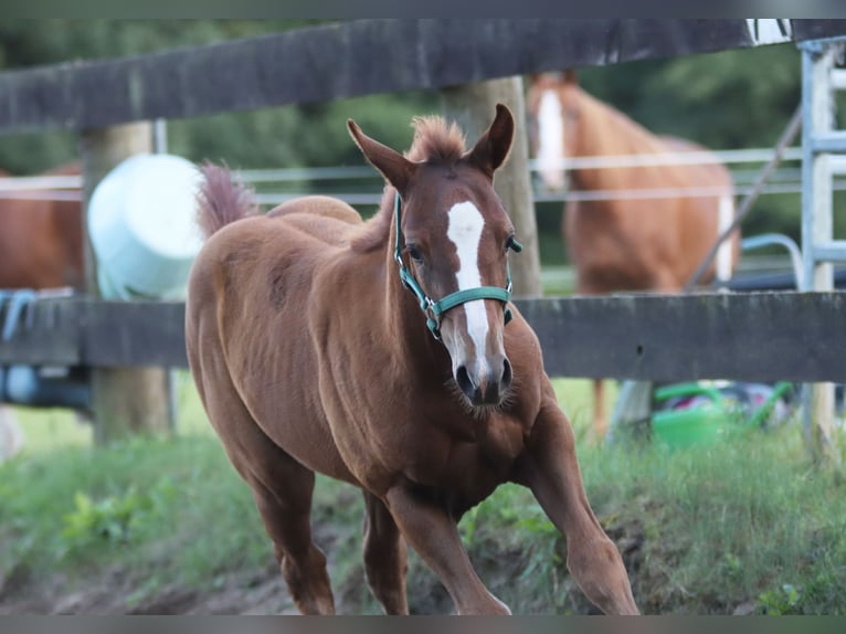 Paint Horse Mare Foal (05/2023) 15,1 hh in Werneuchen