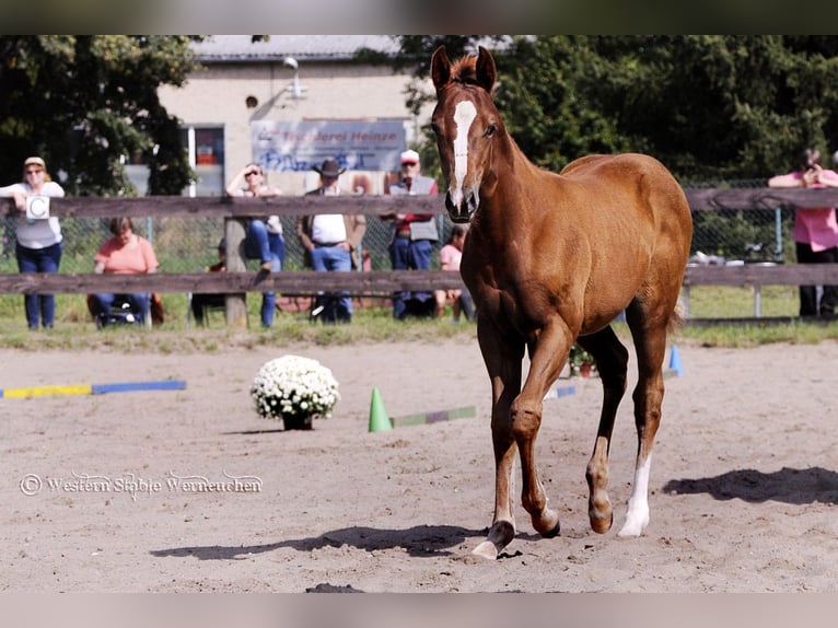 Paint Horse Mare Foal (05/2023) 15,1 hh in Werneuchen