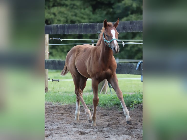 Paint Horse Mare Foal (05/2023) 15,1 hh in Werneuchen