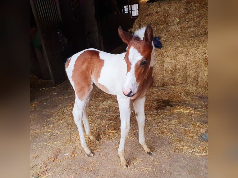 Paint Horse Mare Foal (01/2024) 15,2 hh Tobiano-all-colors in Münster