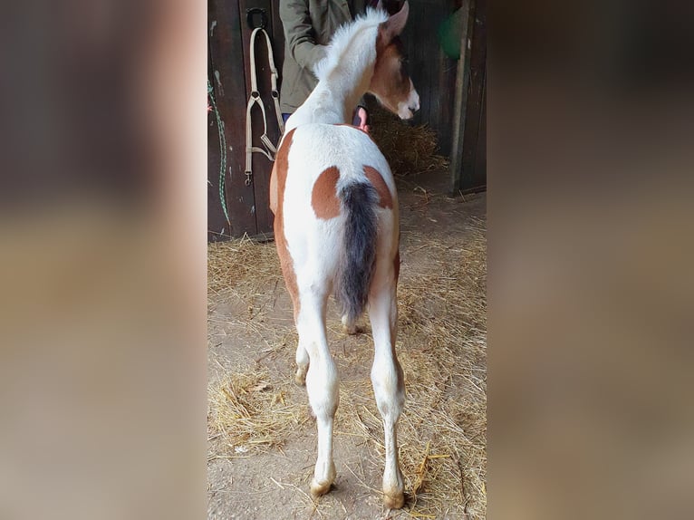 Paint Horse Mare Foal (01/2024) 15,2 hh Tobiano-all-colors in Münster
