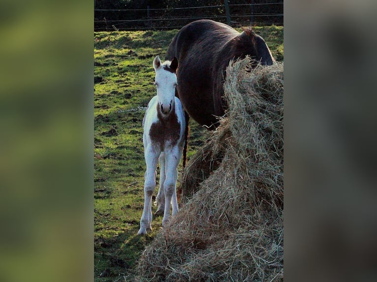 Paint Horse Mare  15,2 hh Tovero-all-colors in Hattingen