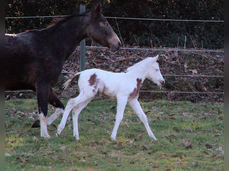 Paint Horse Mare  15,2 hh Tovero-all-colors in Hattingen