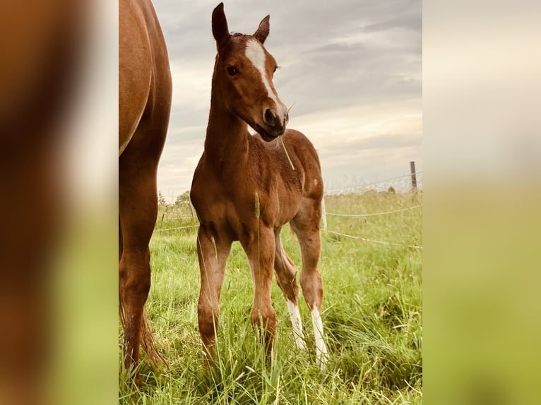 Paint Horse Mare Foal (05/2024) 15 hh Chestnut-Red in Högsdorf