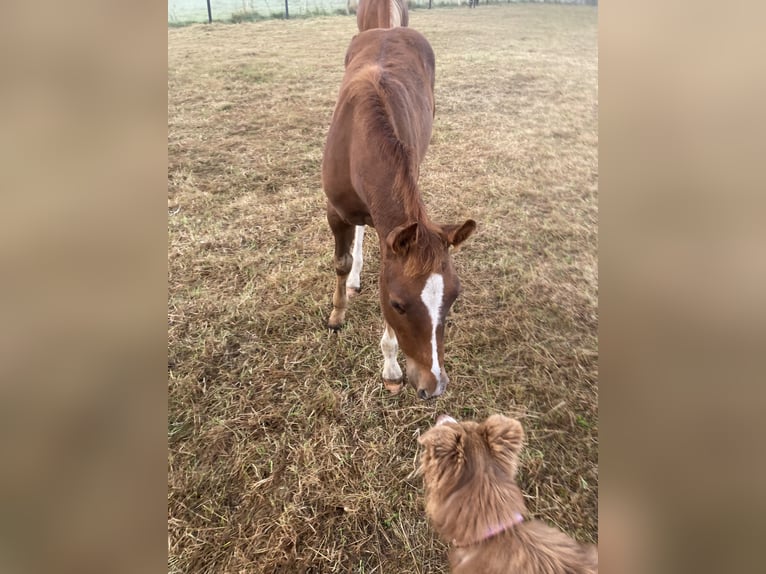 Paint Horse Mare Foal (05/2024) 15 hh Chestnut-Red in Högsdorf