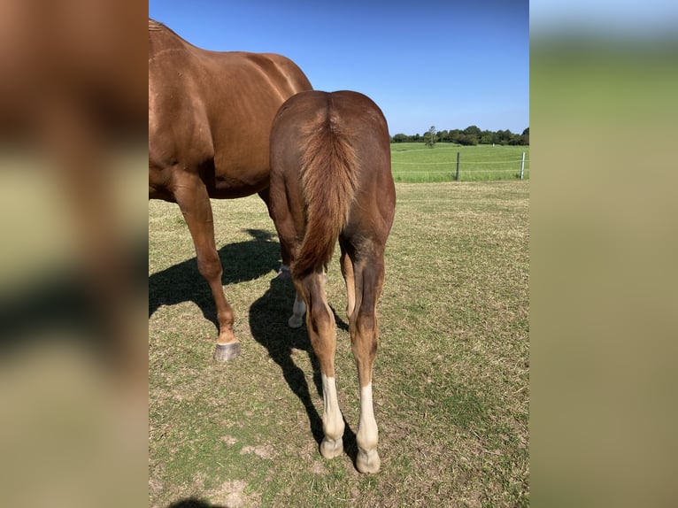 Paint Horse Mare Foal (05/2024) 15 hh Chestnut-Red in Högsdorf