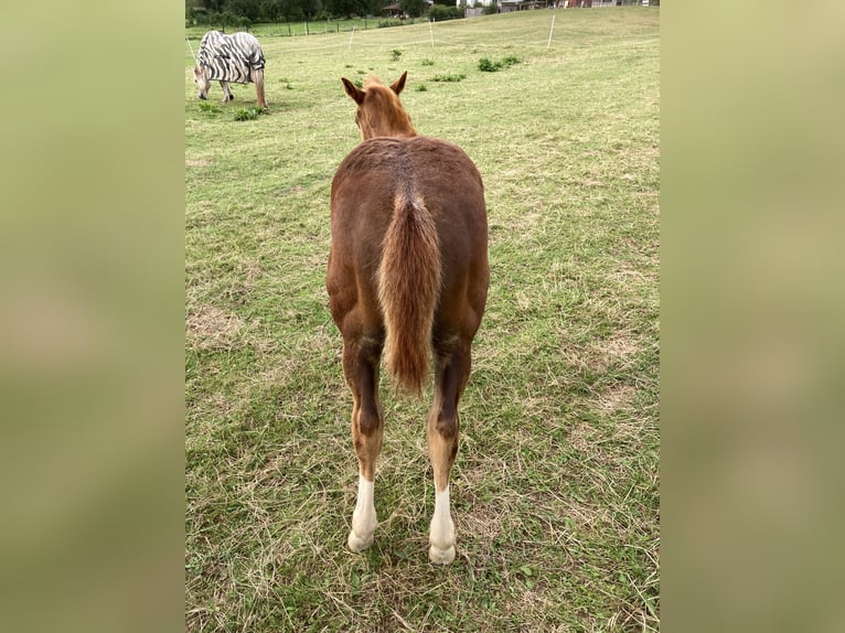 Paint Horse Mare Foal (05/2024) 15 hh Chestnut-Red in Högsdorf